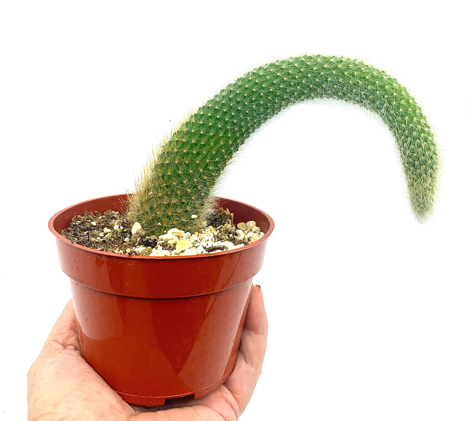 Monkey Tail Cactus Live Plant - Cleistocactus Colademononis in Nursery Pot