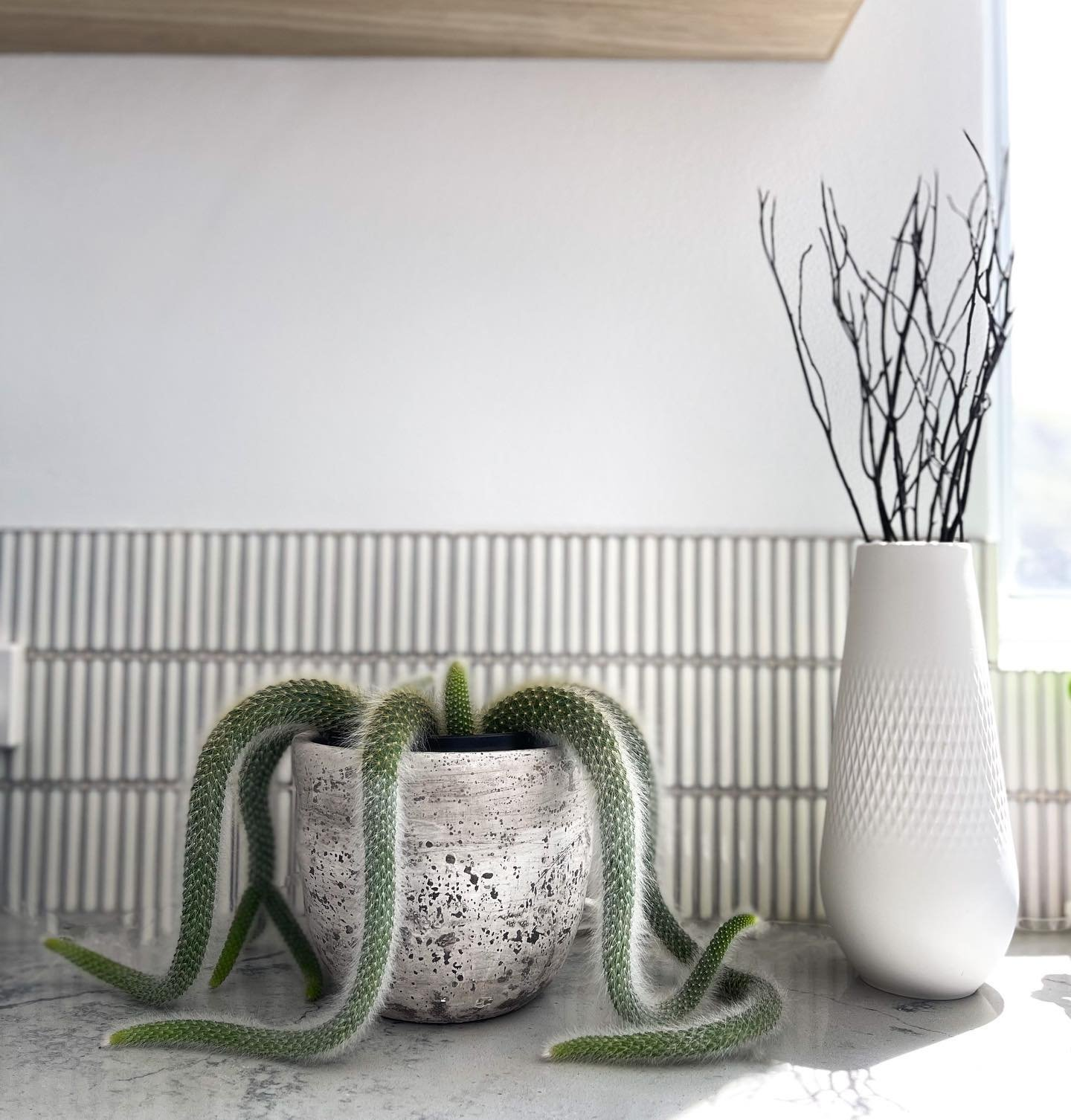 Monkey Tail Cactus Live Plant - Cleistocactus Colademononis in Nursery Pot