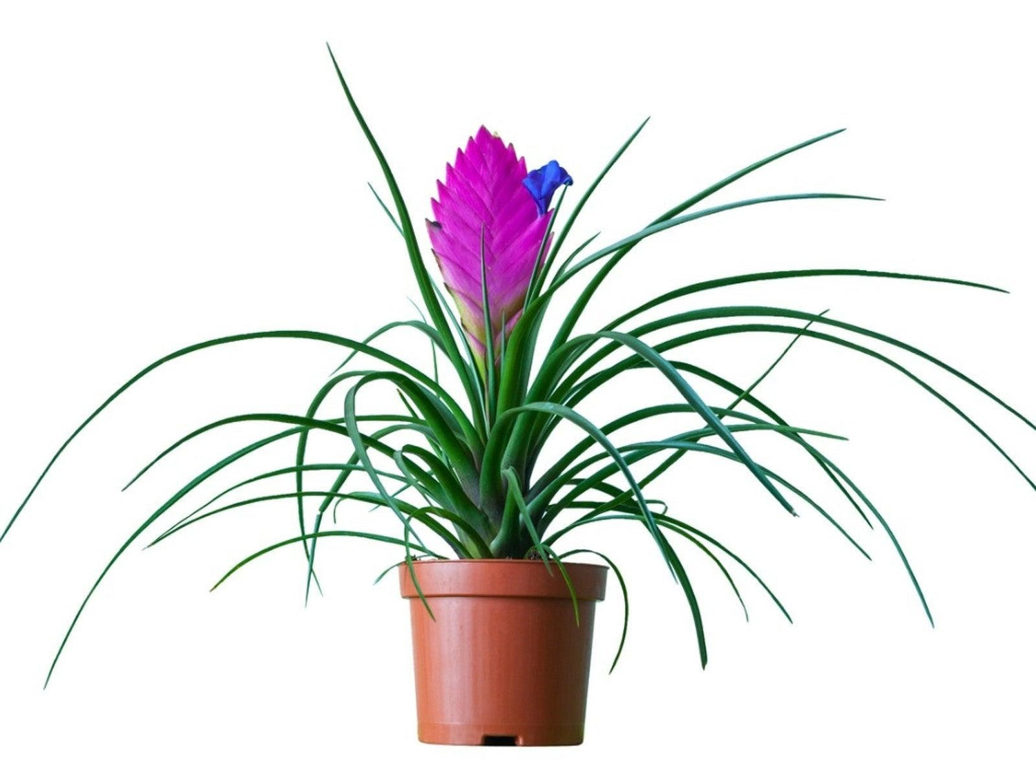 Pink Quill Plant (Tillandsia cyanea) – Unique, Low-Maintenance Air Plant