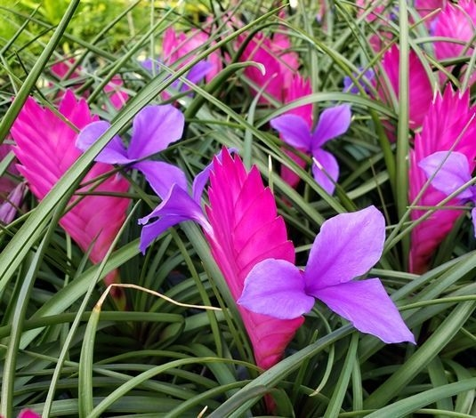 Pink Quill Plant (Tillandsia cyanea) – Unique, Low-Maintenance Air Plant