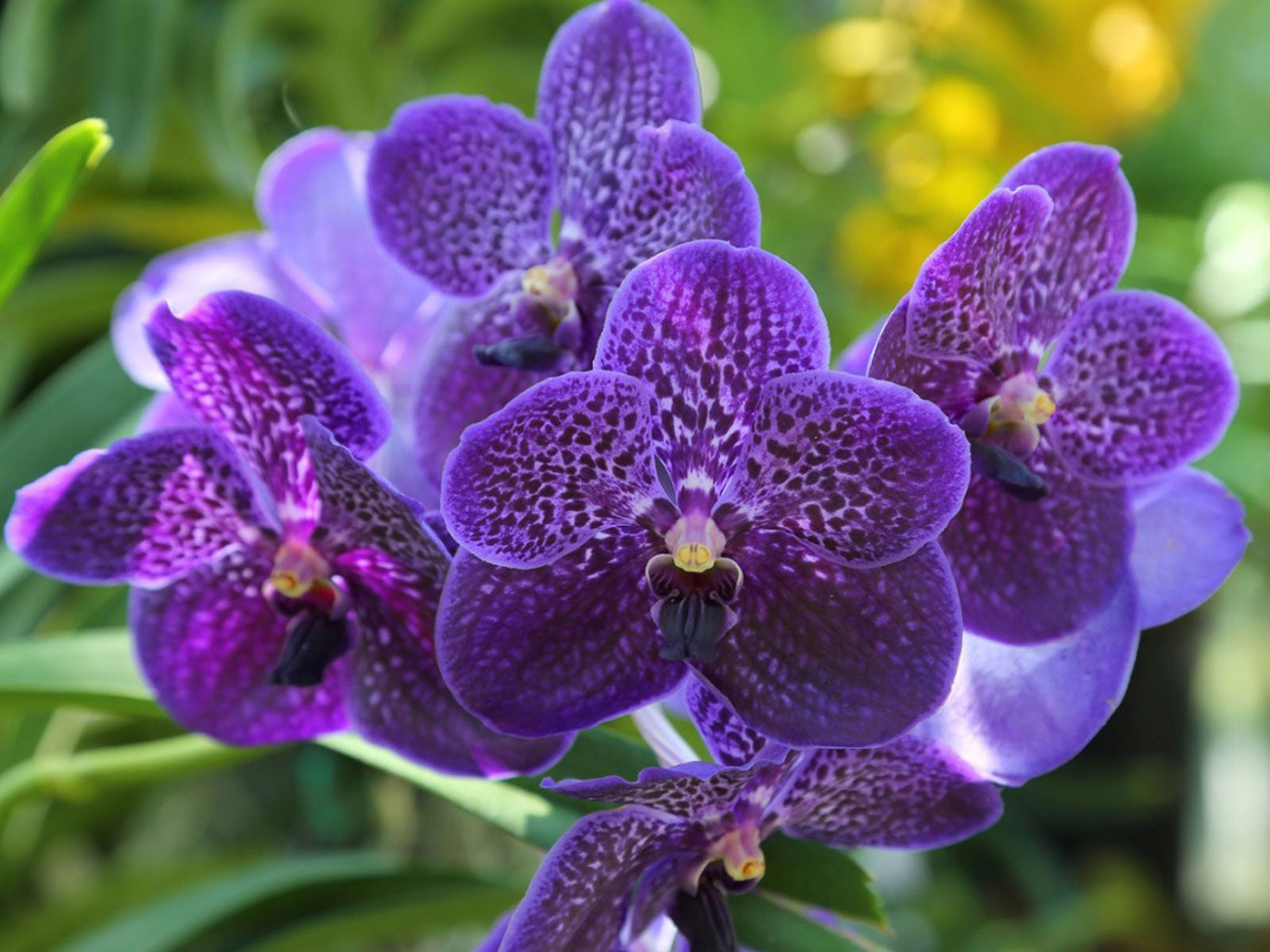Purple Vanda Orchid Plant – Live Blooming Orchid