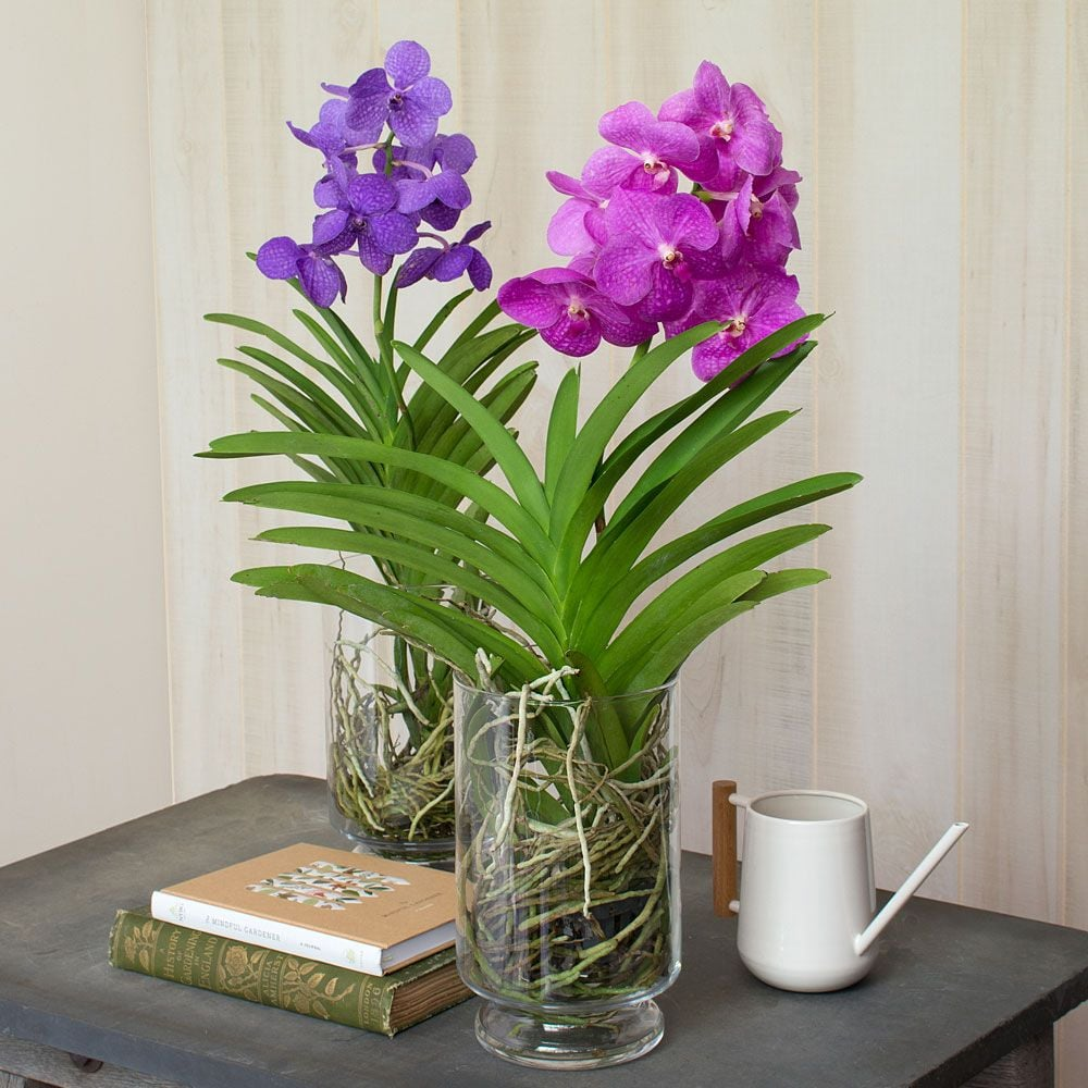 Purple Vanda Orchid Plant – Live Blooming Orchid