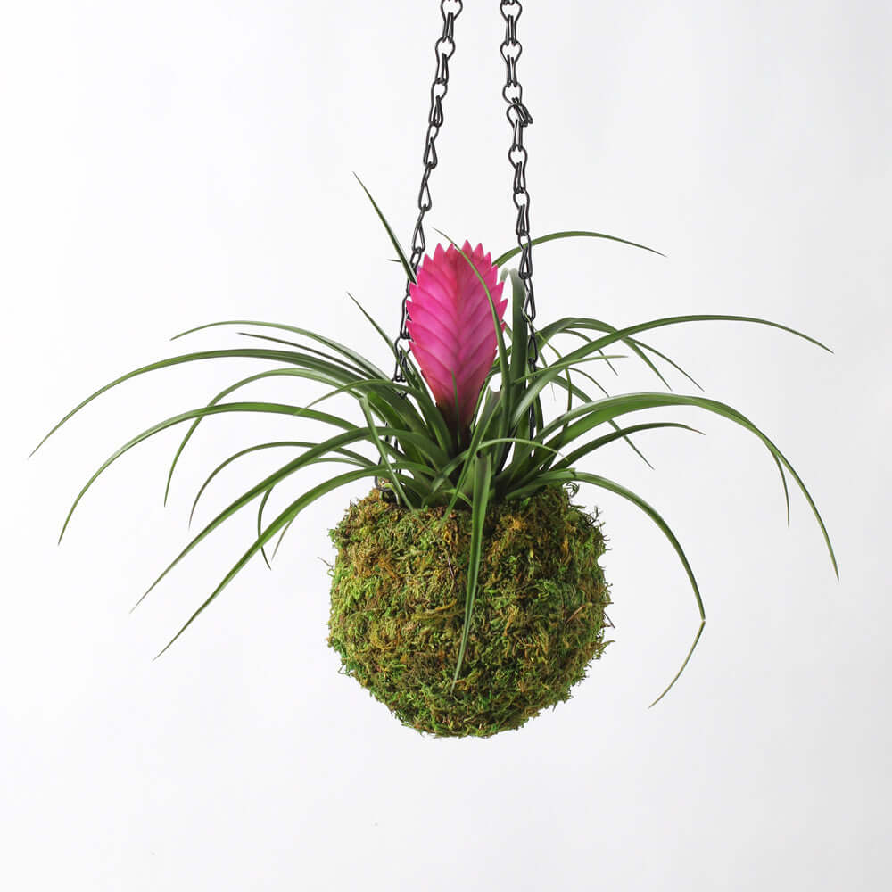 Pink Quill Plant (Tillandsia cyanea) – Unique, Low-Maintenance Air Plant