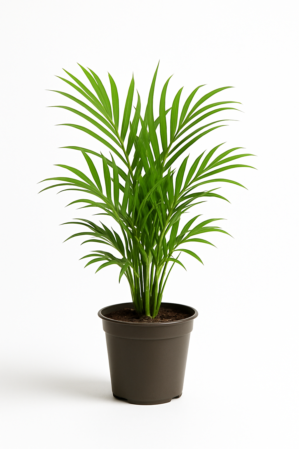 🌿 Areca Palm – Air-Purifying Indoor Plant | Lush Tropical Vibes for Home & Office