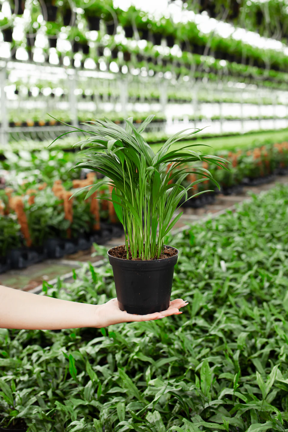 🌿 Areca Palm – Air-Purifying Indoor Plant | Lush Tropical Vibes for Home & Office