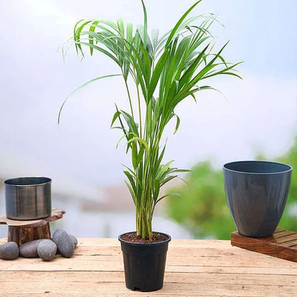 🌿 Areca Palm – Air-Purifying Indoor Plant | Lush Tropical Vibes for Home & Office