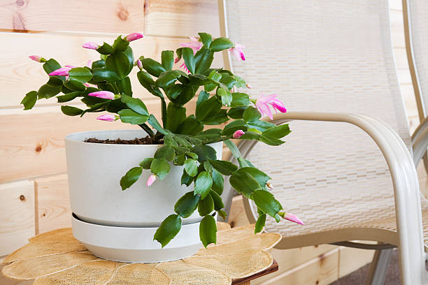 Pink Christmas Cactus (Schlumbergera truncata) – Beautiful Pink Flowers for Your Home