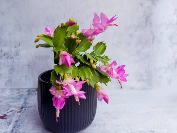 Pink Christmas Cactus (Schlumbergera truncata) – Beautiful Pink Flowers for Your Home