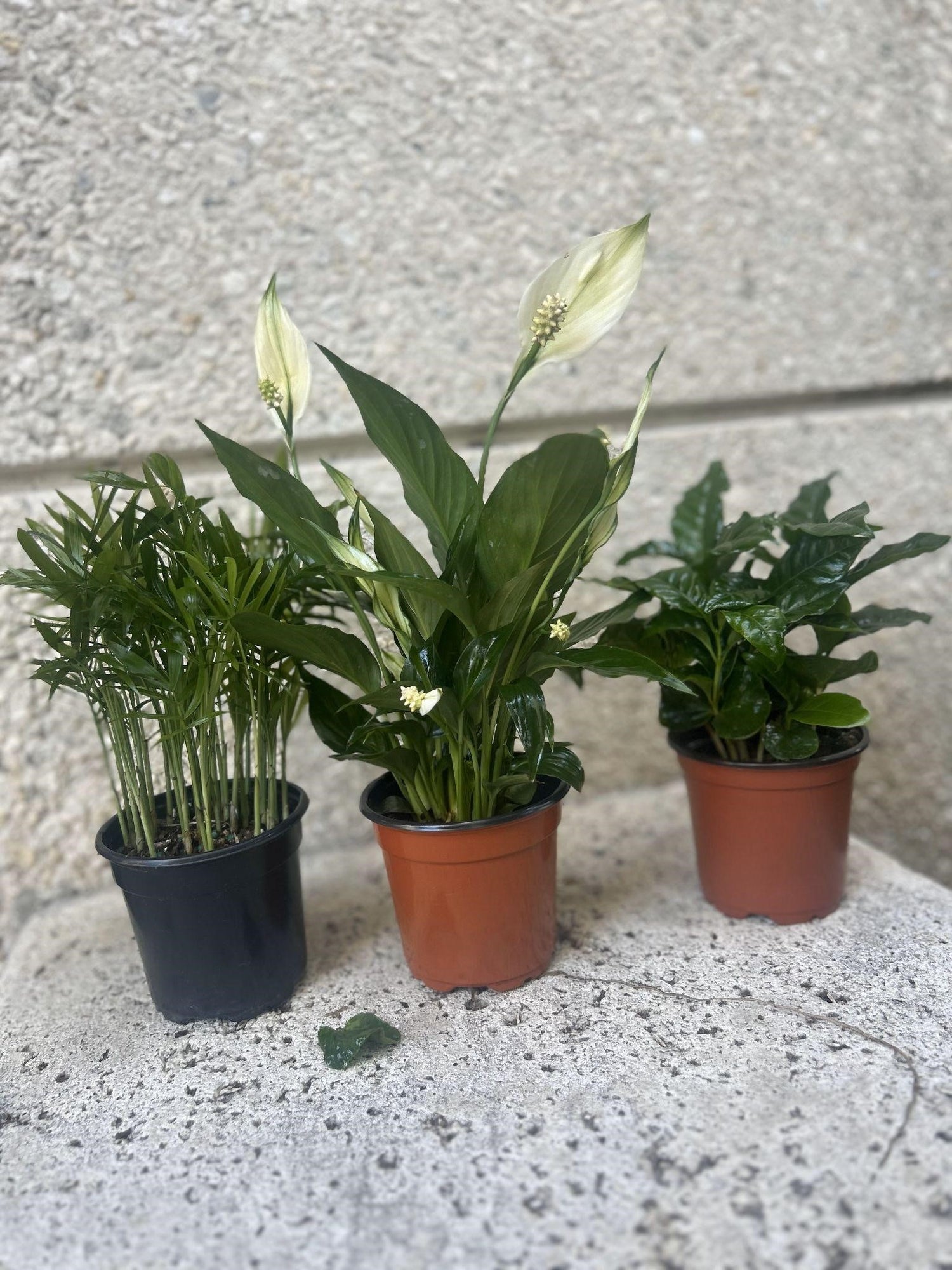 Plant Trio Bundle – Areca Palm, Peace Lily & Coffee Plant | Air-Purifying Indoor Plants