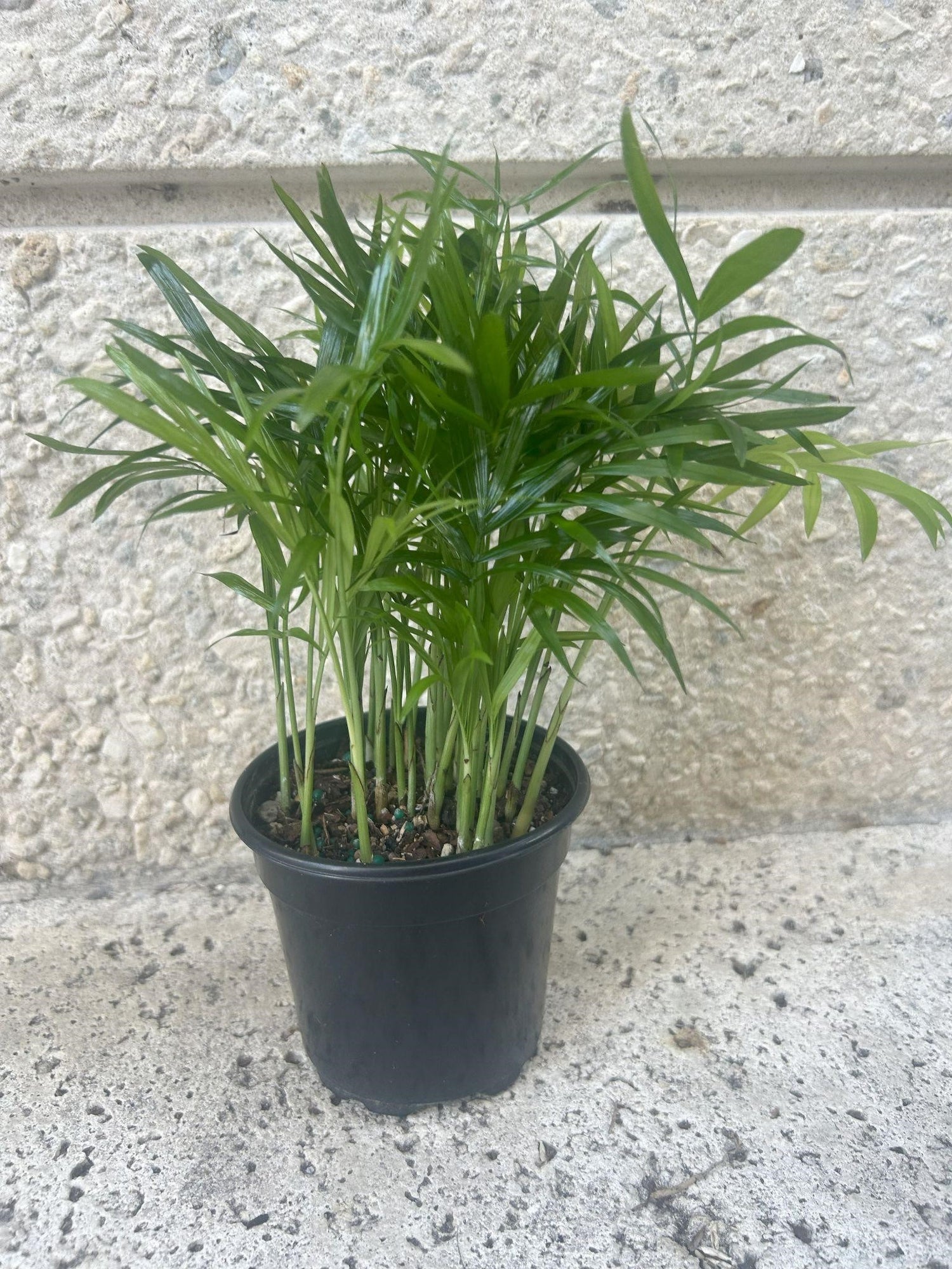 Plant Trio Bundle – Areca Palm, Peace Lily & Coffee Plant | Air-Purifying Indoor Plants