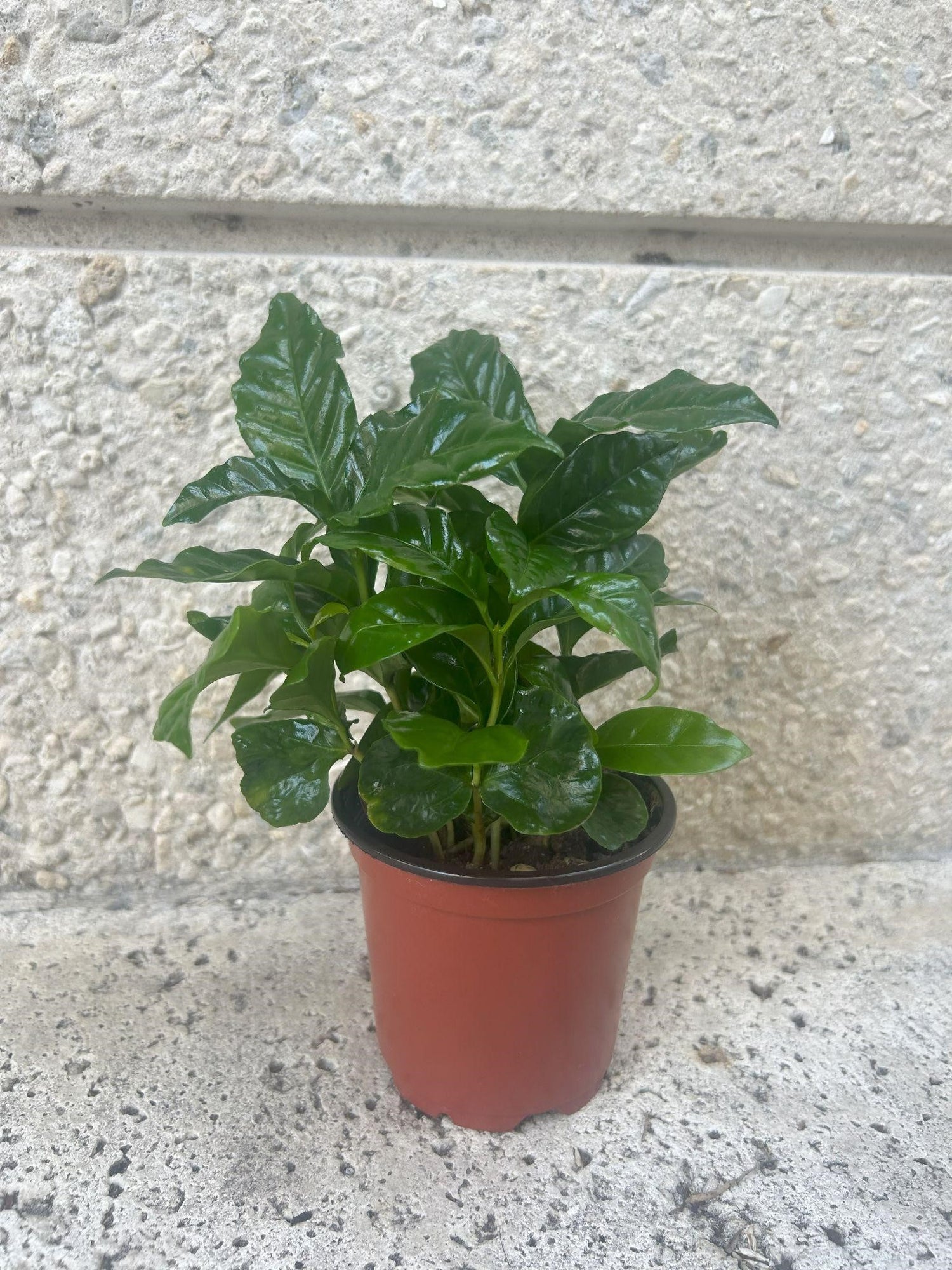 Plant Trio Bundle – Areca Palm, Peace Lily & Coffee Plant | Air-Purifying Indoor Plants