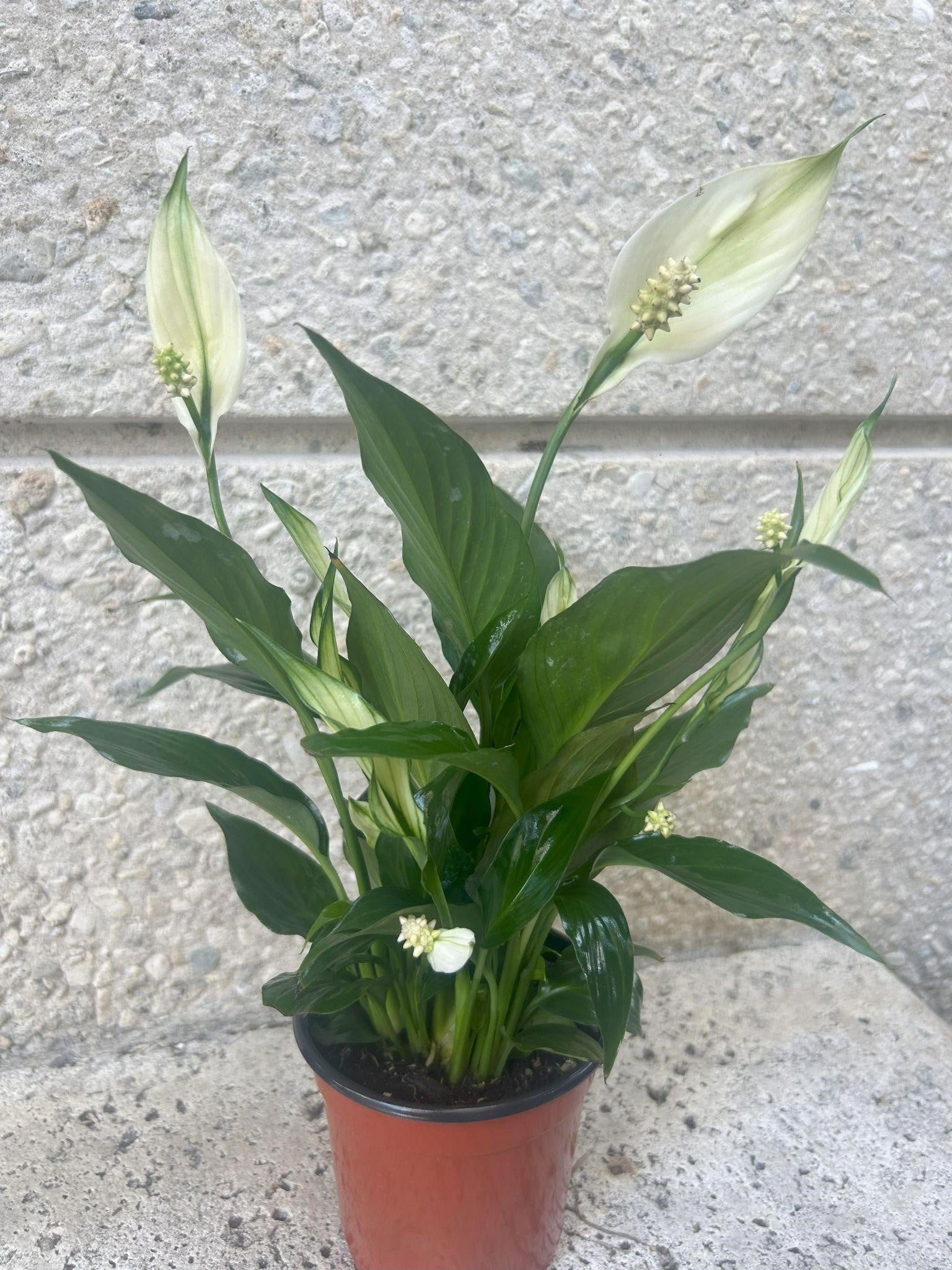 areca palm peace lily Plant Trio Bundle – Areca Palm, Peace Lily & Coffee Plant