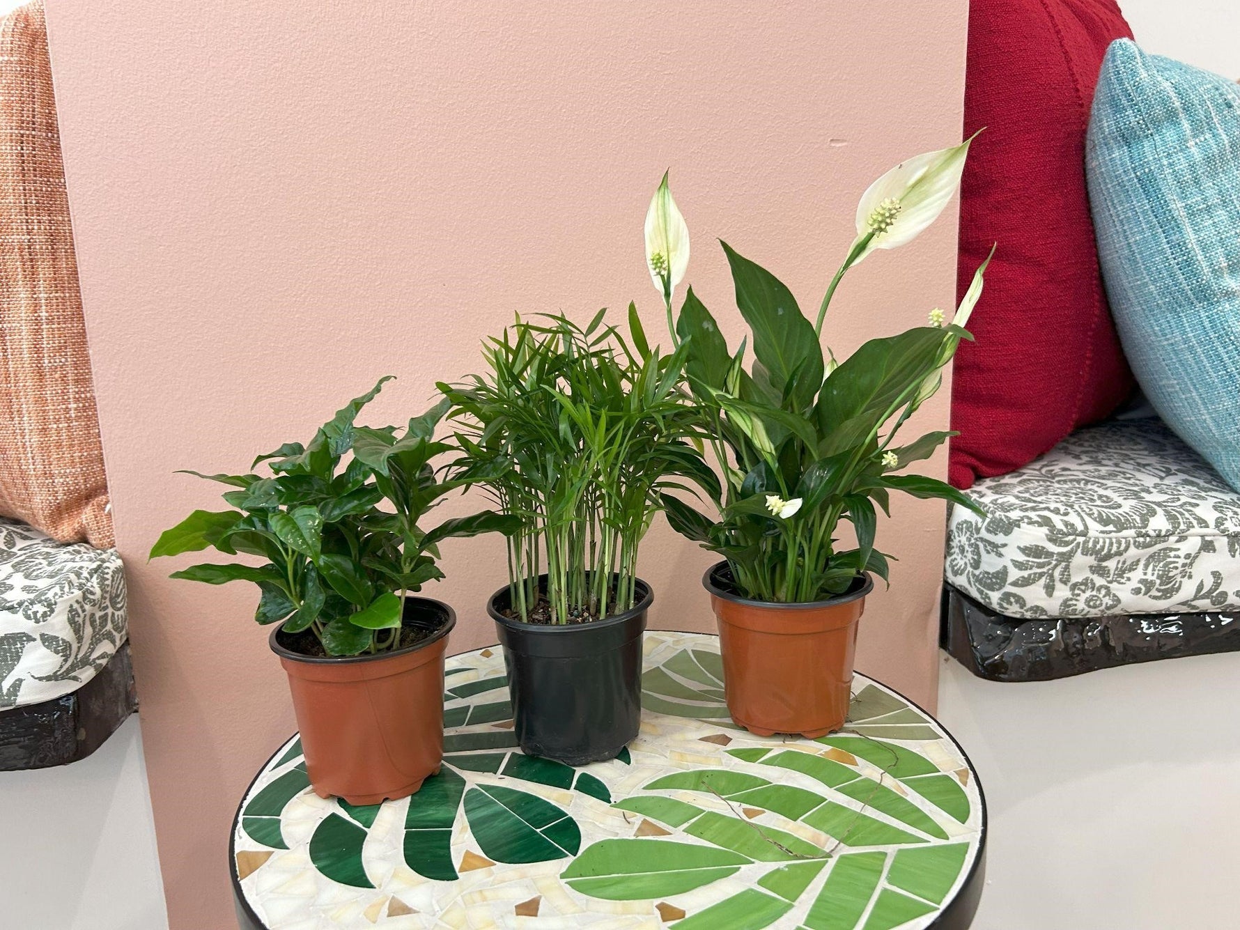 areca palm peace lily Plant Trio Bundle – Areca Palm, Peace Lily & Coffee Plant