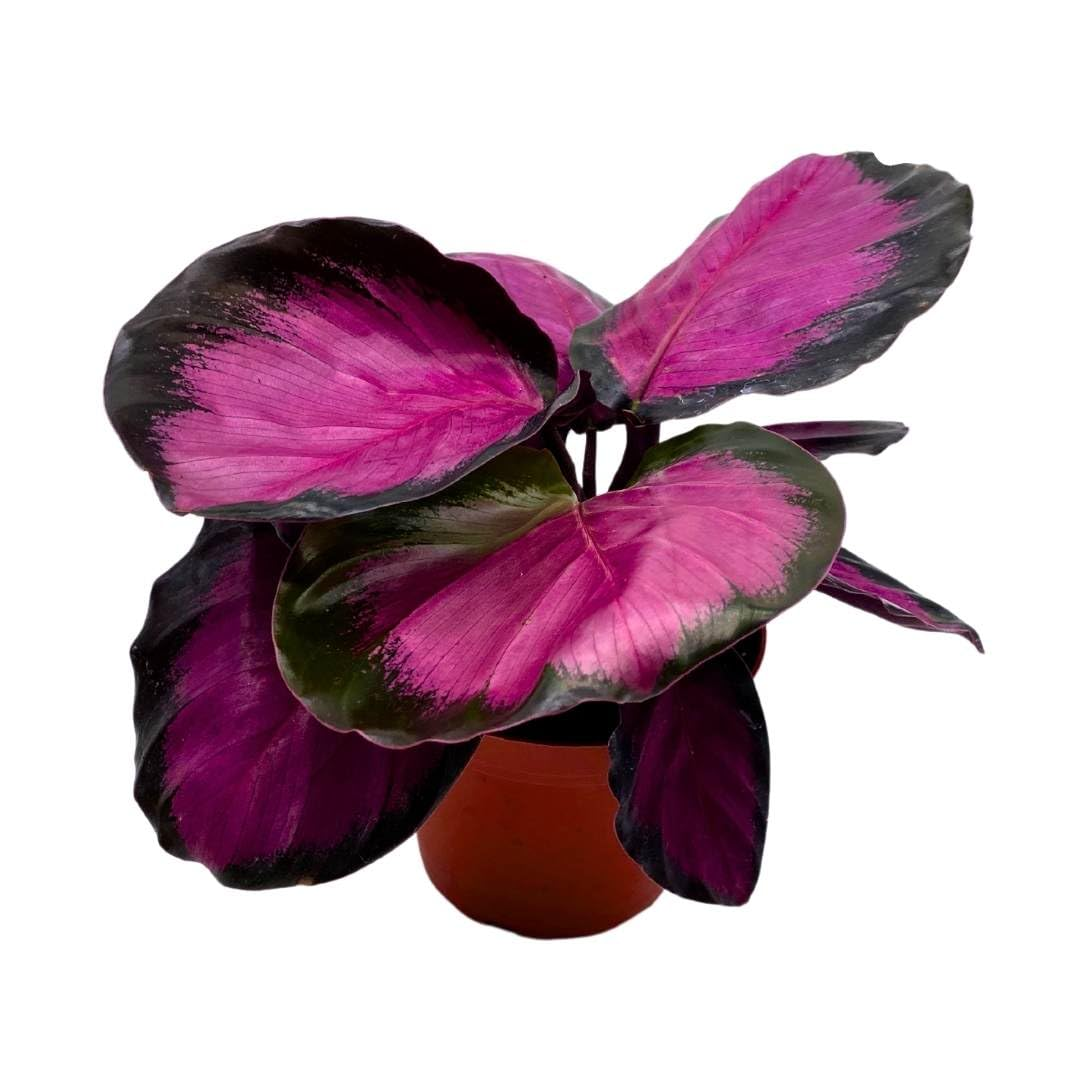 Calathea Rosy Pink Prayer Plant – Stunning Pet-Safe Houseplant