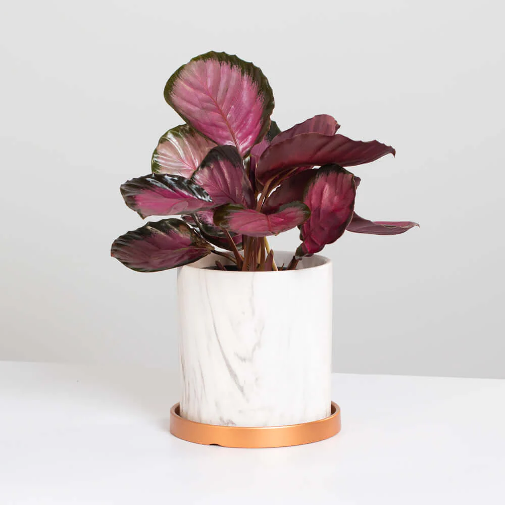 Calathea Rosy Pink Prayer Plant – Stunning Pet-Safe Houseplant
