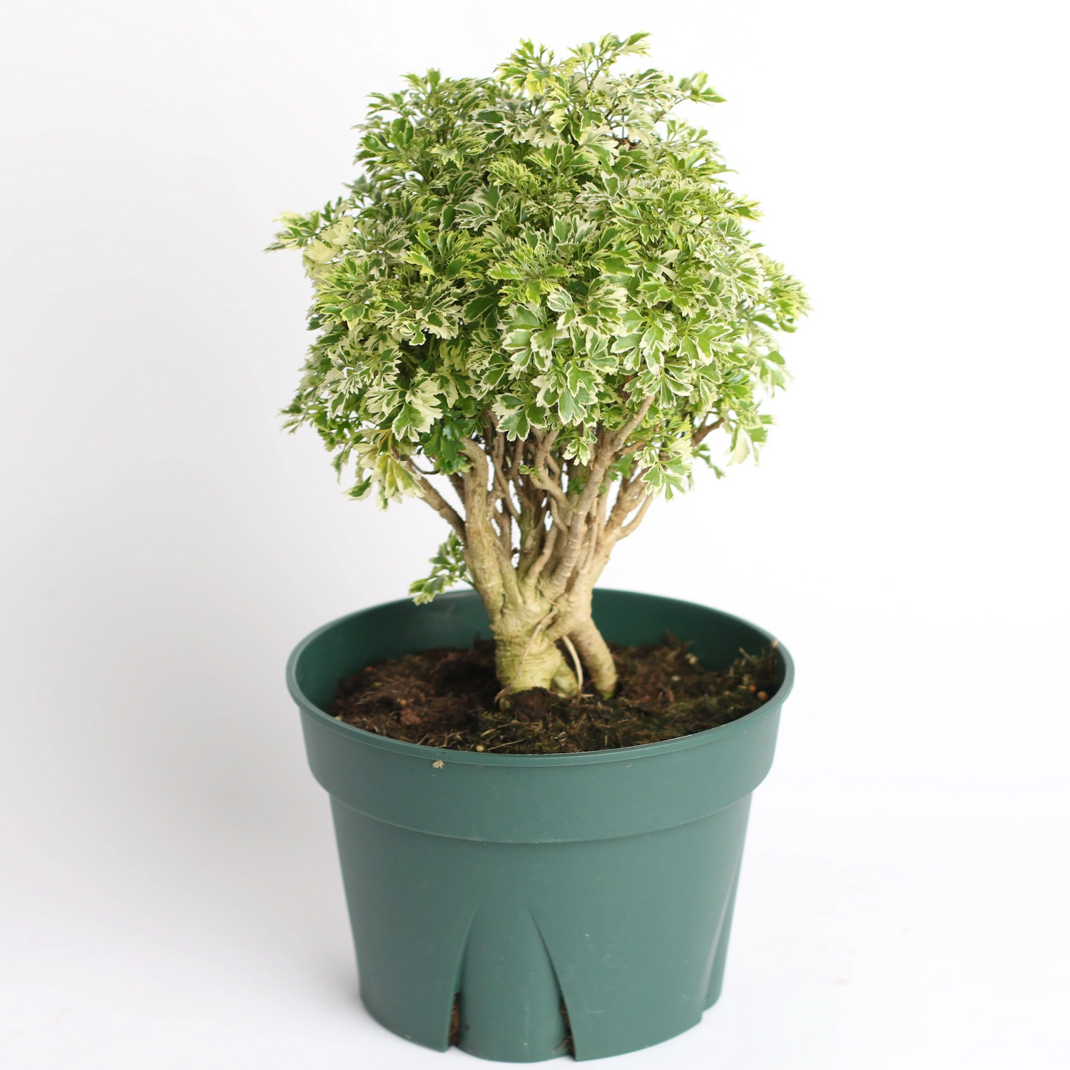 Ming Aralia 'Snowflake' – Elegant, Easy-Care Indoor Houseplant