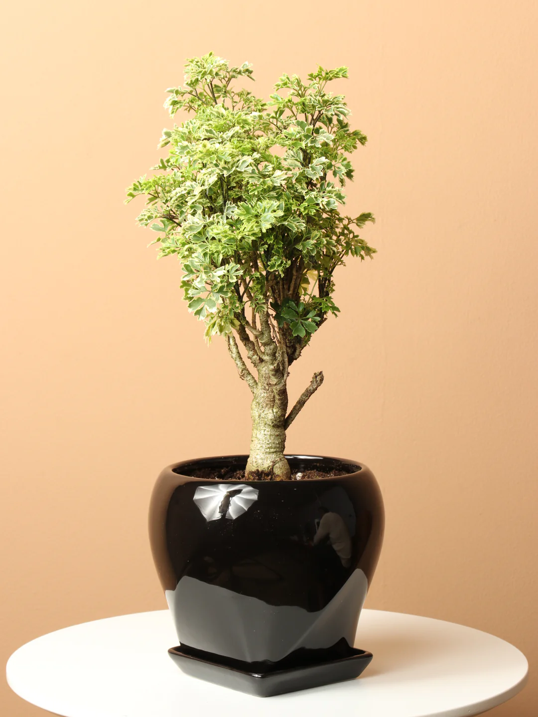 Ming Aralia 'Snowflake' – Elegant, Easy-Care Indoor Houseplant
