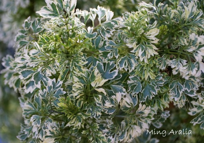 Ming Aralia 'Snowflake' – Elegant, Easy-Care Indoor Houseplant