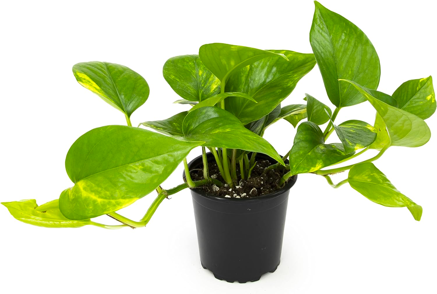 Golden Pothos