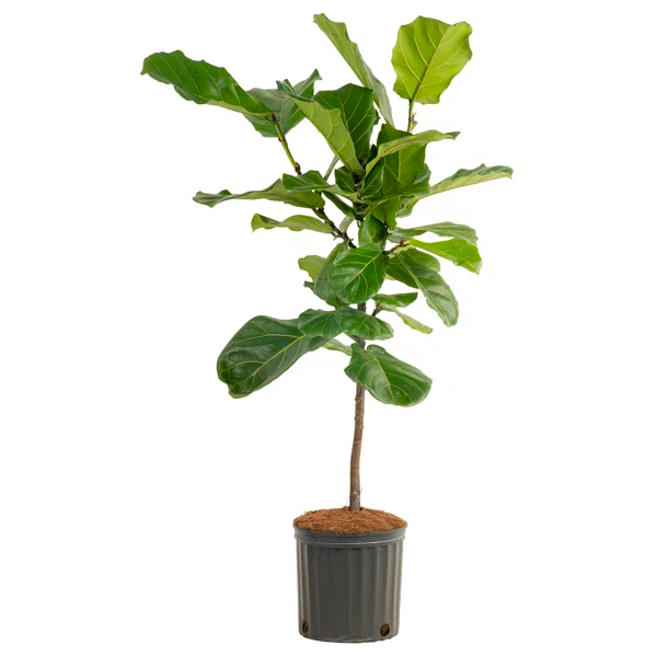 Fiddle Leaf Fig