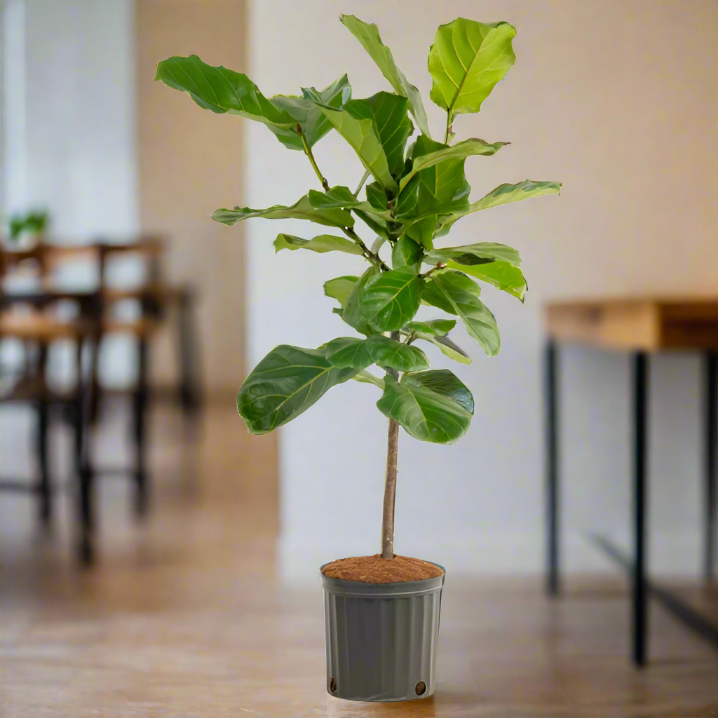 Fiddle Leaf Fig