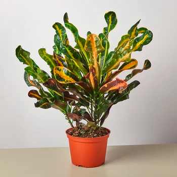 Corkscrew Croton