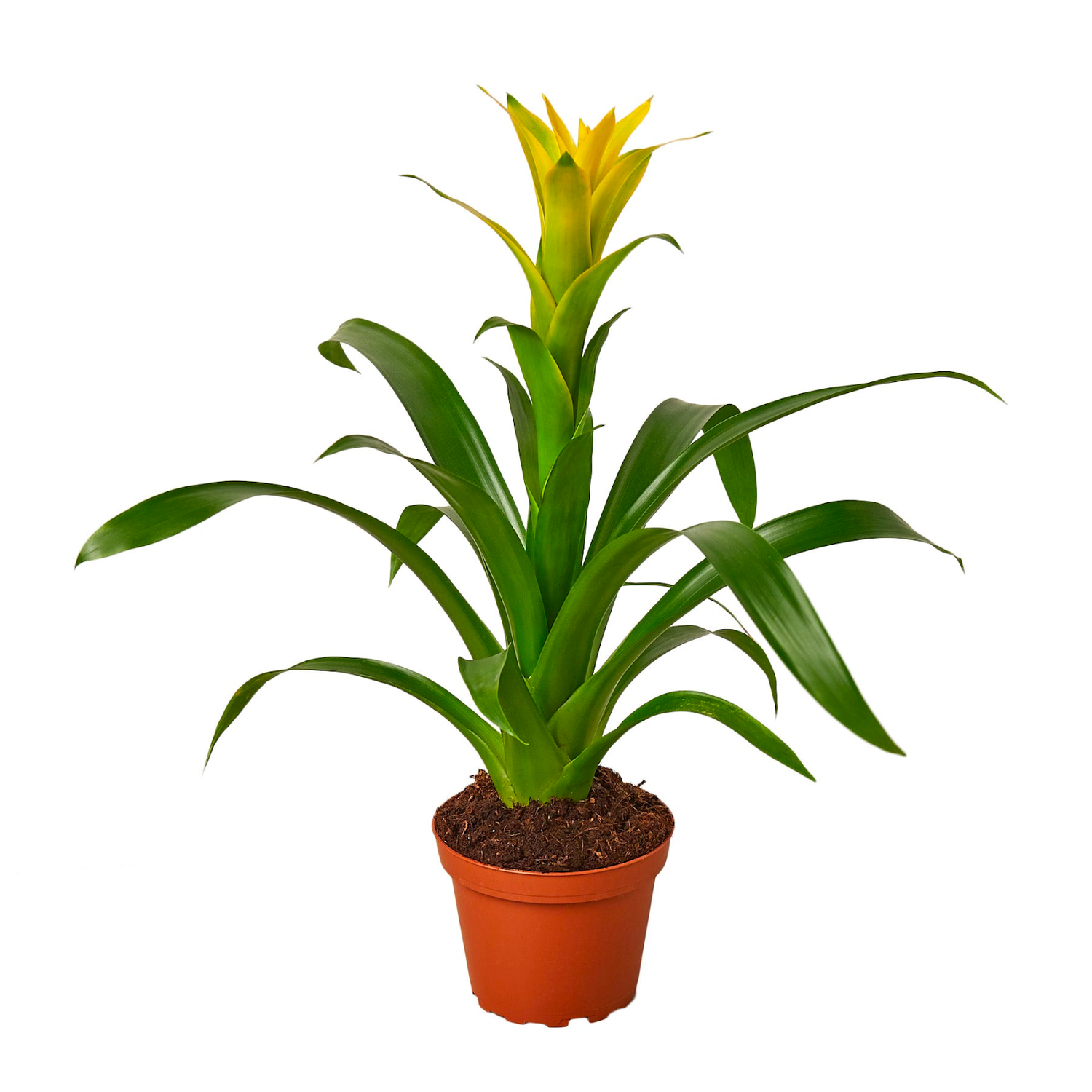Bromeliad