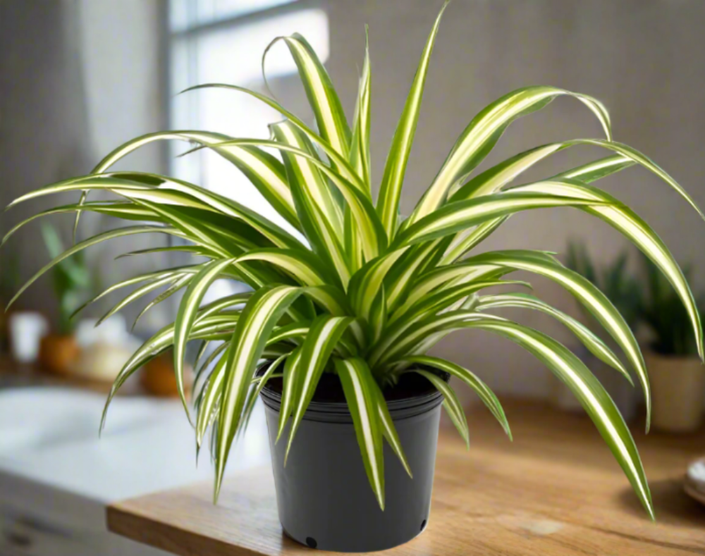 Spider Plant