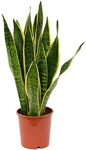 Sansevieria