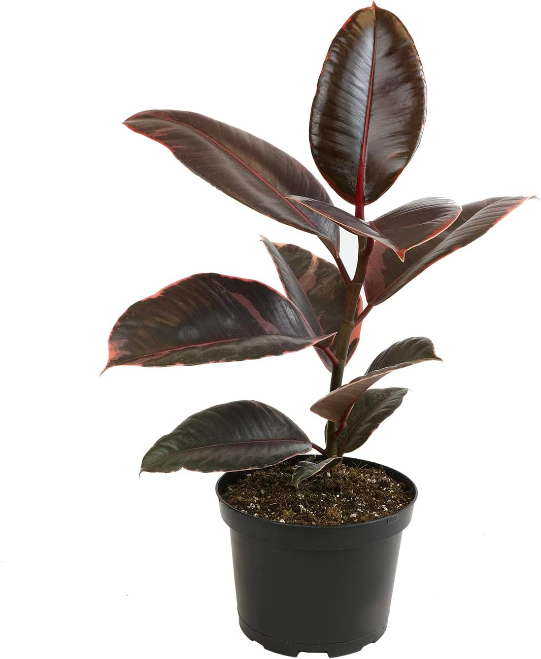 Rubber Plant