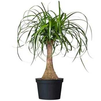 Ponytail Palm
