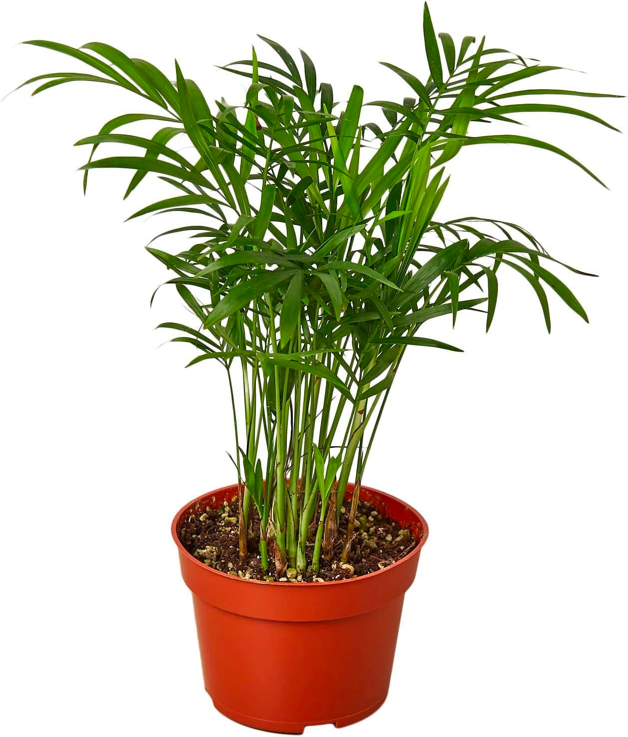 Parlor Palm