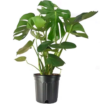 Monstera