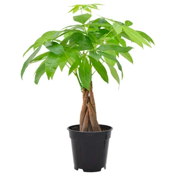 mini money tree plant Mini Money Tree – Livinghomescape