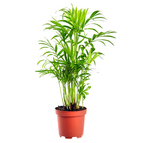 Bamboo Palm