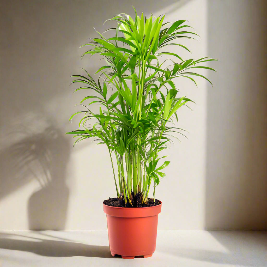 Bamboo Palm